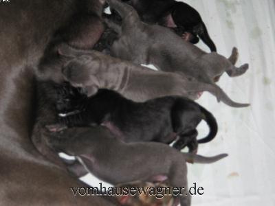 Ultima Ratio Vom Hause Wagner