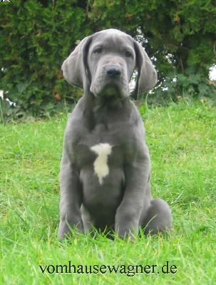 Urtica Vom Hause Wagner