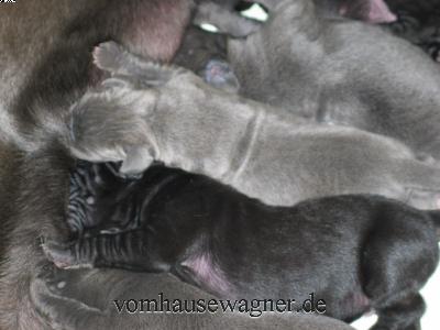 Urtica Vom Hause Wagner