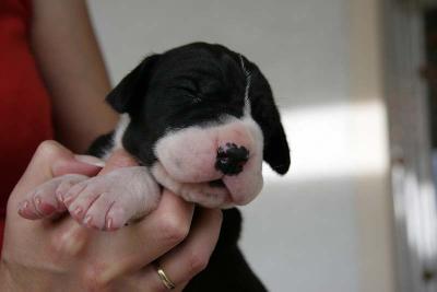 Grda2008072601 Vom Teuchelwald