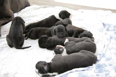 Igor Vom Teuchelwald