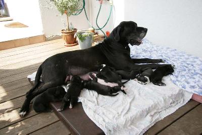 Iceman Vom Teuchelwald