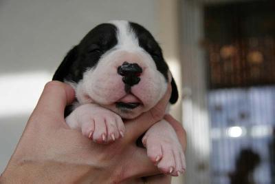 Ivana Vom Teuchelwald