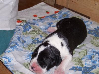 Taifun-thoralf Vom W�chterberg