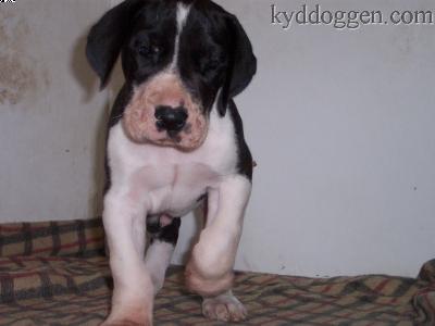 Taifun-thoralf Vom W�chterberg