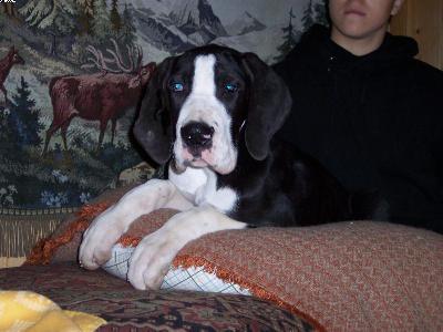 Tornado-tyr Vom W�chterberg