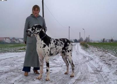 Twister-thorben Vom W�chterberg