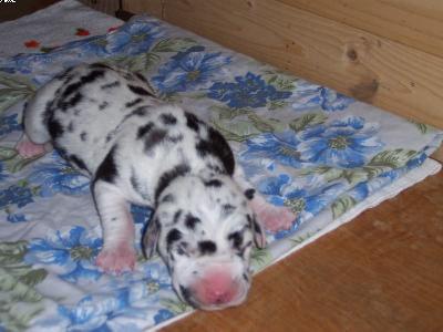 Twister-thorben Vom W�chterberg