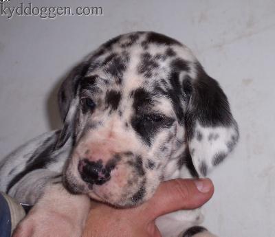 Twister-thorben Vom W�chterberg