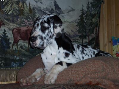 Twister-thorben Vom W�chterberg