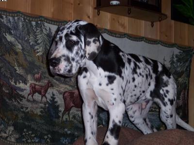 Twister-thorben Vom W�chterberg