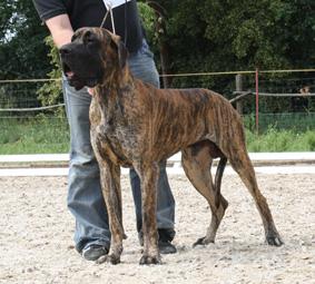 Ch Pontiac c Jag Sza