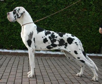 Casanova Des Terres De La Rairie