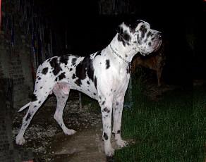 Autumn-ajron Du Temple Sackre D�heliose