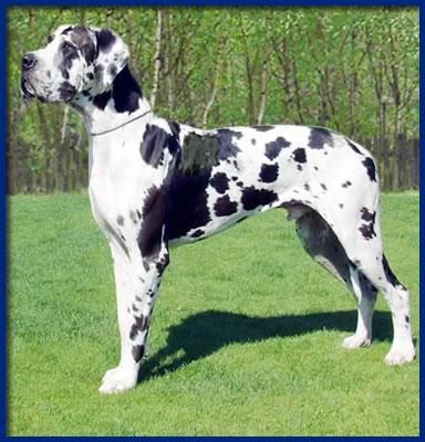 Un Pasha Della Baia Azzurra