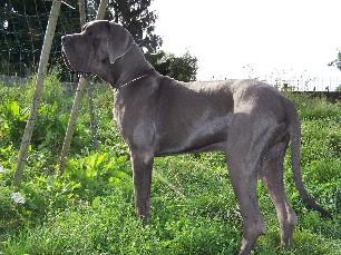 Blue Banjo Du Usselkirch