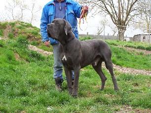 Blue Banjo Du Usselkirch