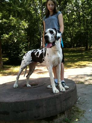 Dream Of Austria Great Stars