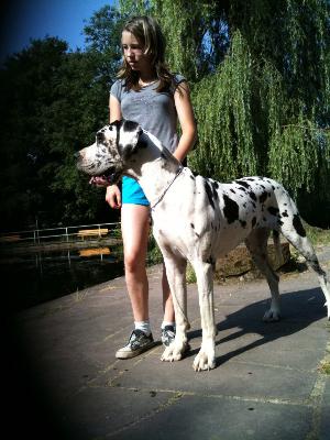 Dream Of Austria Great Stars