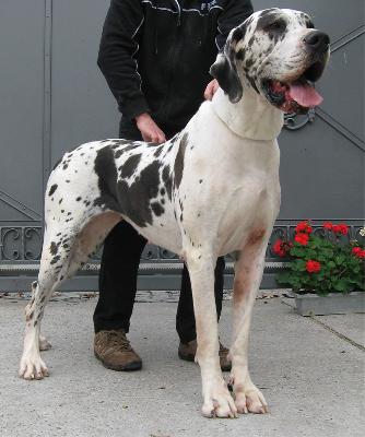 Dream Of Austria Great Stars