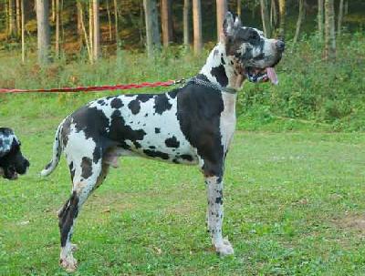 Ozzie From Valvasor�s Land