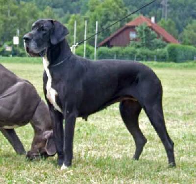 Ch Janis Joplin From Valvasors Land