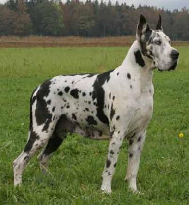 Ch Mona Lisa From Valvasor�s Land