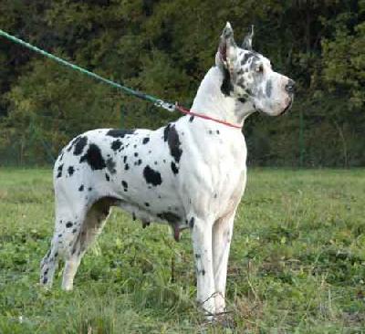 Flo-jo From Valvasors Land