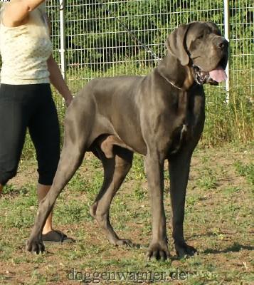 Santana Vom Hause Wagner