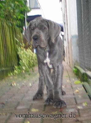 Serratus Vom Hause Wagner