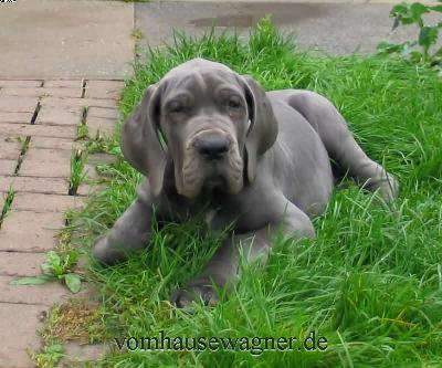 Serratus Vom Hause Wagner