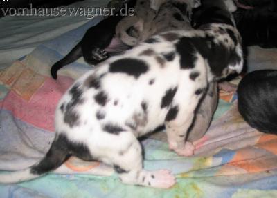 Vivum Vom Hause Wagner