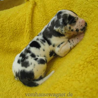 Vivum Vom Hause Wagner