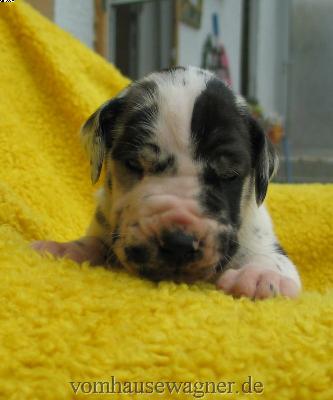 Vivum Vom Hause Wagner