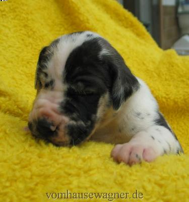 Vivum Vom Hause Wagner