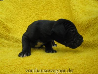 Verus Vom Hause Wagner