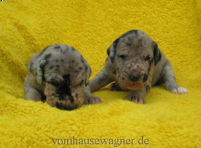 Vomer Vom Hause Wagner