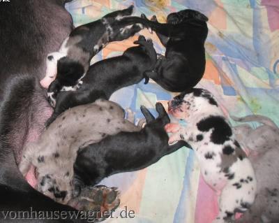 Vola Vom Hause Wagner