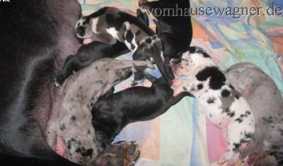 Vola Vom Hause Wagner