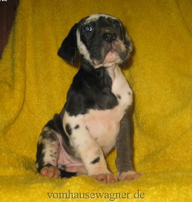 Vola Vom Hause Wagner