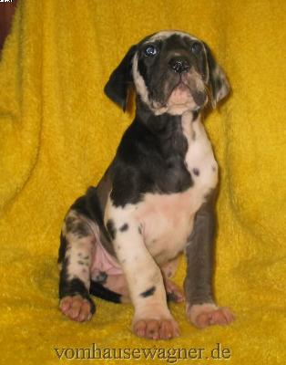 Vola Vom Hause Wagner