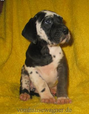 Vola Vom Hause Wagner