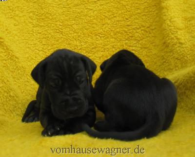 Vara Vom Hause Wagner