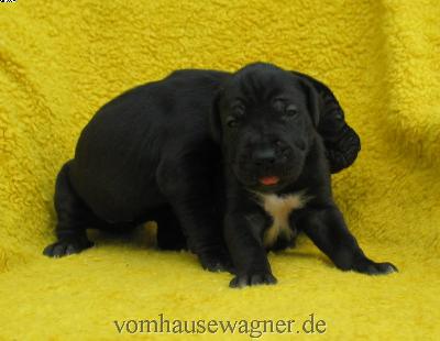 Vara Vom Hause Wagner