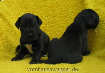 Vara Vom Hause Wagner