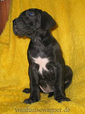 Valvula Vom Hause Wagner