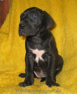 Valvula Vom Hause Wagner