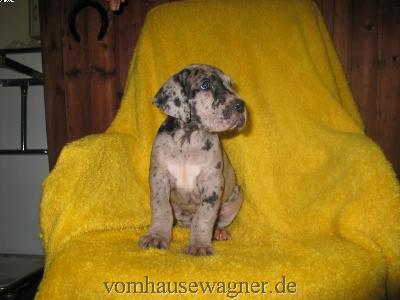 Veli Vom Hause Wagner