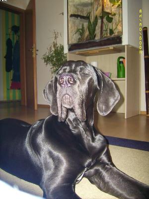 Cedrik Vom Waldfrieden