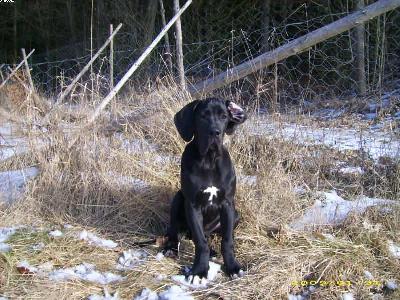 Cedrik Vom Waldfrieden